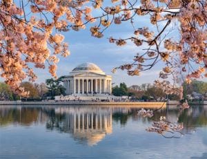 Jefferson Memorial Cherry Blossoms DC
